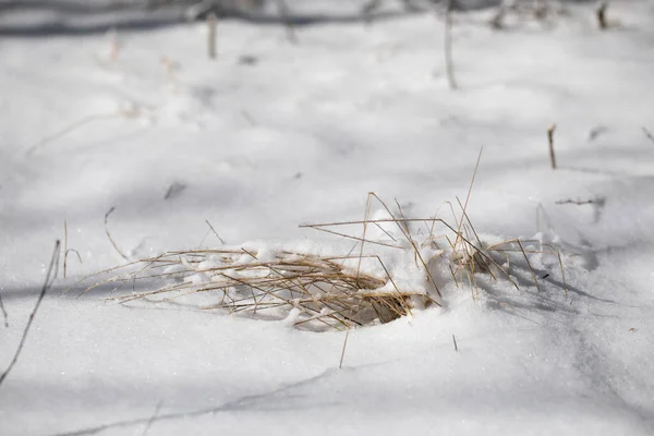 Witte Sneeuw Een Bos Droog Gras Een Wazige Achtergrond — Stockfoto