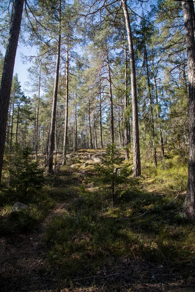 Camino Bosque Una Mañana Primavera — Foto de Stock