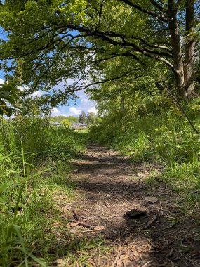 Güneşli bir yaz gününde ormanda yürüyüş yolu