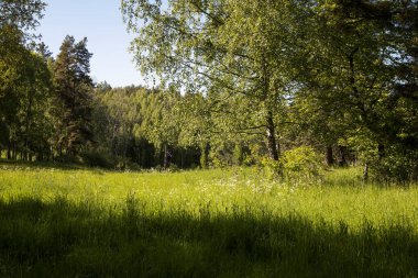 İsveç. Mavi gökyüzünün altındaki ağaçlarla çevrili yeşil çayır.