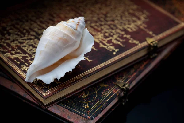 Sea twisted shell on old books