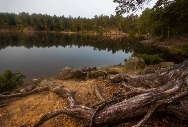 Shore Forest Lake Early Summer Morning — Stockfoto