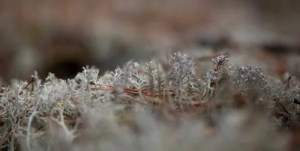 Sweden Lichen Stone Spring Forest Shot Macro — 스톡 사진