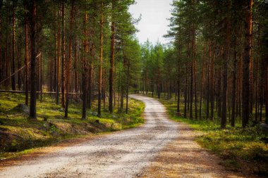 Forest road in a pine forest on a summer day