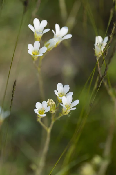 Białe Kwiaty Rozmytym Tle — Zdjęcie stockowe