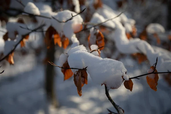 雪の下に乾燥したオレンジの葉を持つ木の枝 — ストック写真