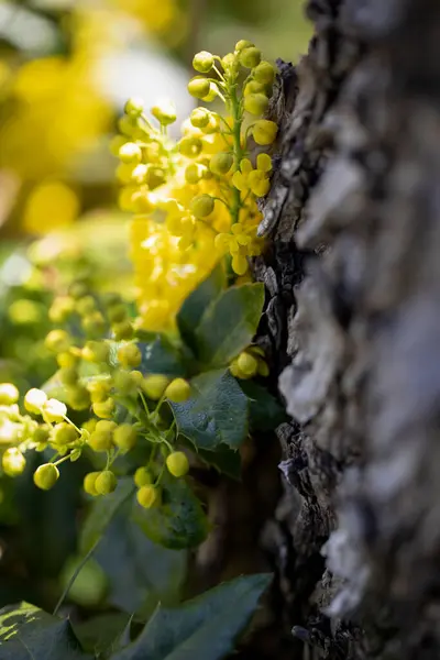 Pequeñas Flores Amarillas Cerca Del Tronco Árbol Viejo —  Fotos de Stock