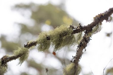Eski bir ağaç dalında yosun.