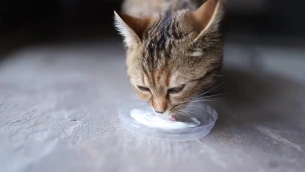 Tatlı çizgili kedi ekşi krema yiyor ve dudaklarını eğlenceli bir şekilde yalıyor. Evcil hayvan maması. — Stok video