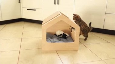 Kahverengi çizgili sevimli yeşil gözlü kedi yavrusu tahta kedi evinde oyuncaklarla oynuyor. Çatıyı tırmalamak.