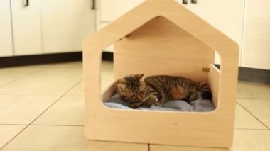 Kahverengi çizgili sevimli yeşil gözlü kedi yavrusu tahta kedi evinde oyuncaklarla oynuyor. Çatıyı tırmalamak.