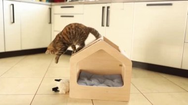 Kahverengi çizgili sevimli yeşil gözlü kedi yavrusu tahta kedi evinde oyuncaklarla oynuyor. Çatıyı tırmalamak.