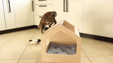 Kahverengi çizgili sevimli yeşil gözlü kedi yavrusu tahta kedi evinde oyuncaklarla oynuyor. Çatıyı tırmalamak.