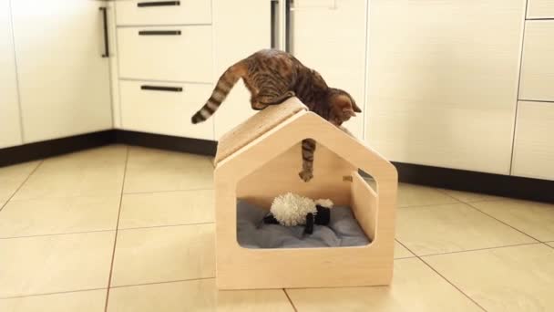Gatinho de olhos verdes bonito listrado marrom engraçado está brincando com brinquedo na casa de gato de madeira. Riscar o poston no telhado. — Vídeo de Stock