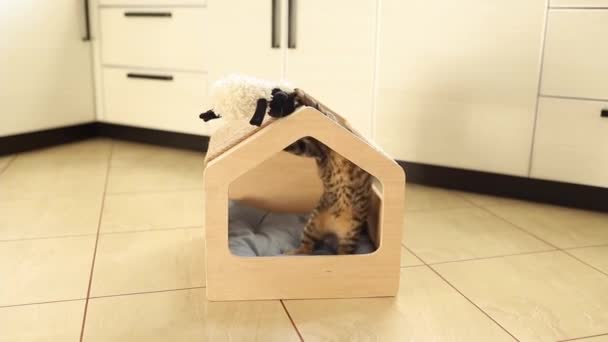 Kahverengi çizgili sevimli yeşil gözlü kedi yavrusu tahta kedi evinde oyuncaklarla oynuyor. Çatıyı tırmalamak. — Stok video
