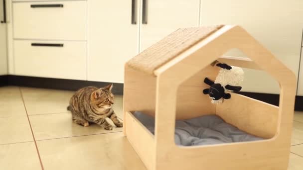 Grappig bruin gestreept schattig groen-eyed kitten is spelen met speelgoed in houten kattenhuis. Krabpaal op het dak. — Stockvideo