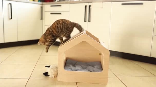 Смішний коричневий смугастий милий зеленоокий кошеня грає з іграшкою в дерев'яному котячому будинку. Подряпини після даху . — стокове відео
