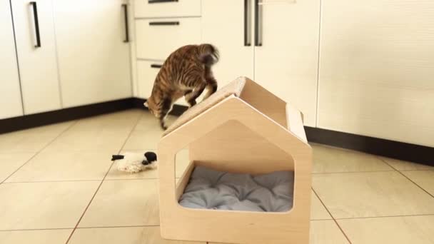 Divertido marrón rayas lindo gatito de ojos verdes está jugando con juguete en casa de gato de madera. Rascarse poste en el techo. — Vídeos de Stock
