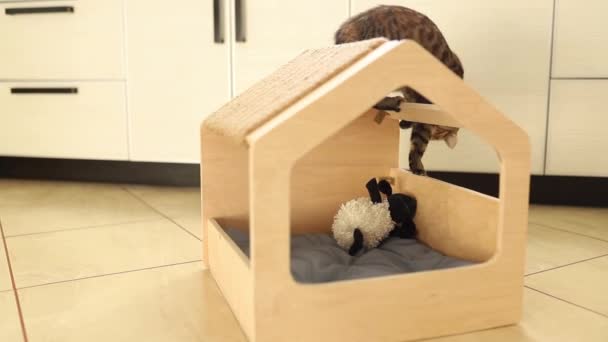 Grappig bruin gestreept schattig groen-eyed kitten is spelen met speelgoed in houten kattenhuis. Krabpaal op het dak. — Stockvideo