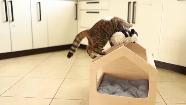 Funny brown striped cute green-eyed kitten is playing with toy in wooden cat house. Scratching poston the roof. — Stock Video