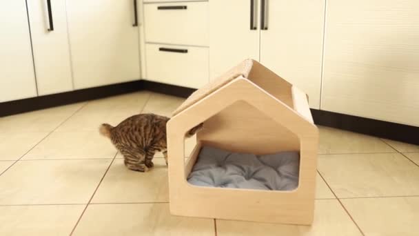 웃긴 갈색 줄무늬귀여운 초록 눈의 고양이가 나무 고양이 집에서 장난감을 가지고 놀고 있다. 지붕에 붙어 있는 스크래치. — 비디오