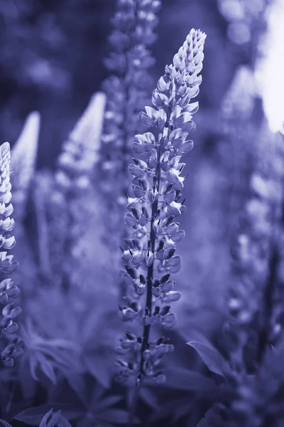 2022 Yılın Rengi Çok Peri. Arka planda güzel renkli çiçek açan lupin çiçeği. Çiçek tarlası. - Evet. Yüksek kalite fotoğraf