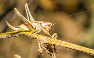 Çimenlerdeki kurumuş bir dalda makro kahverengi çekirge.