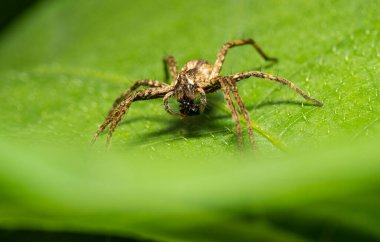 Çapraz örümcek Araneus Diadematus Çayırda yeşil bir yaprak üzerinde