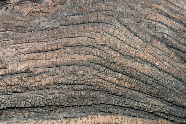 Texture of dried wood near a knot in the forest