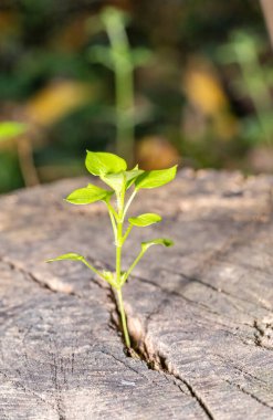 Ziyaret edilen kütükten küçük yeşil bir ağaç büyür.