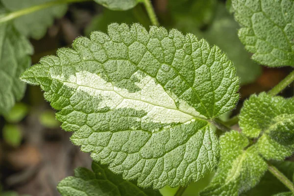 Makro, ortasında beyaz bir detay olan ısırgan otu yaprağını kapat.