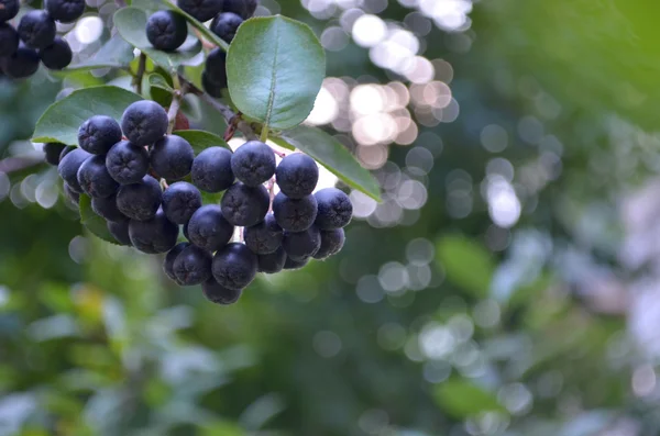 Um monte de chokeberry preto (aronia ) — Fotografia de Stock