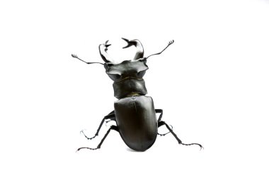 Stag beetle