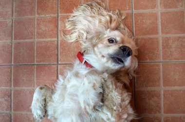 Cocker spaniel köpek