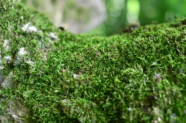 Fundo de musgo — Fotografia de Stock