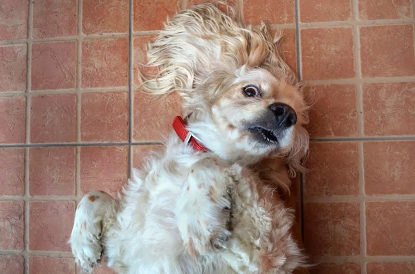 Cocker Spaniel perro — Foto de Stock