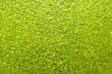 duckweed lemna minor arka plan