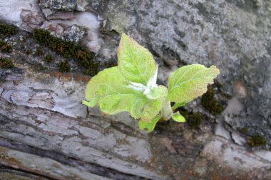 Genç Fideler elma ağacı