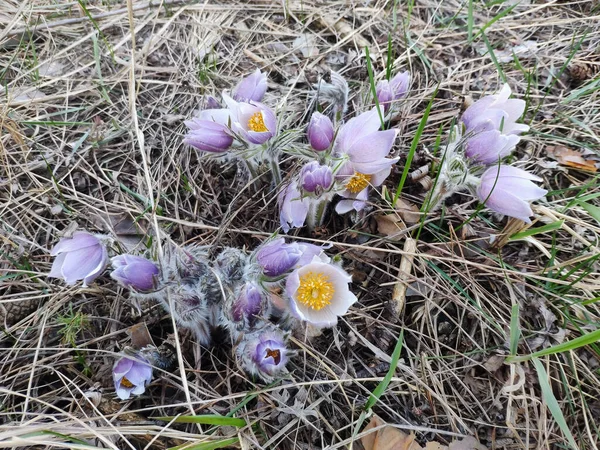 Група фіолетових пасткових квітів на горі. Весняна квітка . Стокове Зображення