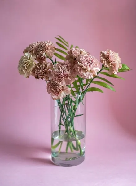 Rózsaszín szegfű virágok rózsaszín háttér Stock Kép
