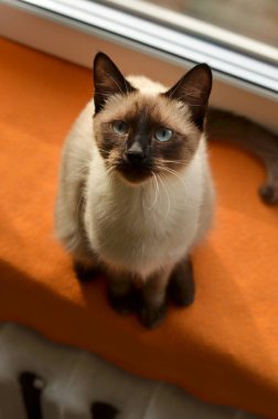 Çikolata noktalı Tayland kedisi pencereye bakıyor