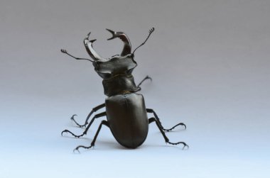 Erkek geyik böceği Lucanus cervus 