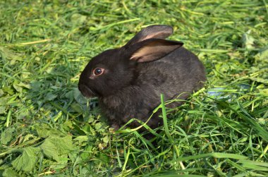 Bahçedeki şirin siyah safkan tavşan.
