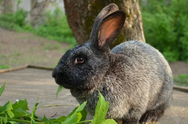 庭でかわいい灰色の純白のウサギ — ストック写真