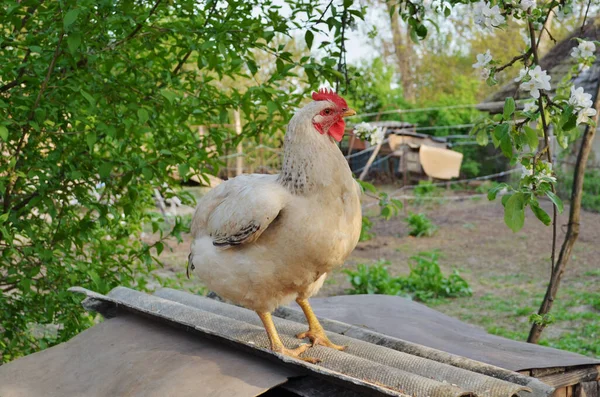 Retrato de close-up de um frango em um quintal da fazenda. Uma ave branca com um pente vermelho olha com curiosidade. — Fotografia de Stock