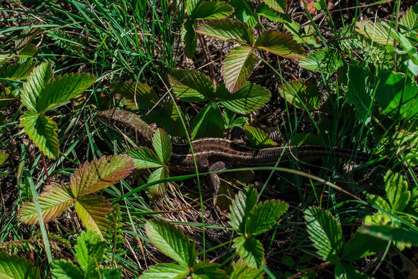 European Sand lizard Lacerta agilis sitting on a green leaves Royalty Free Stock Images