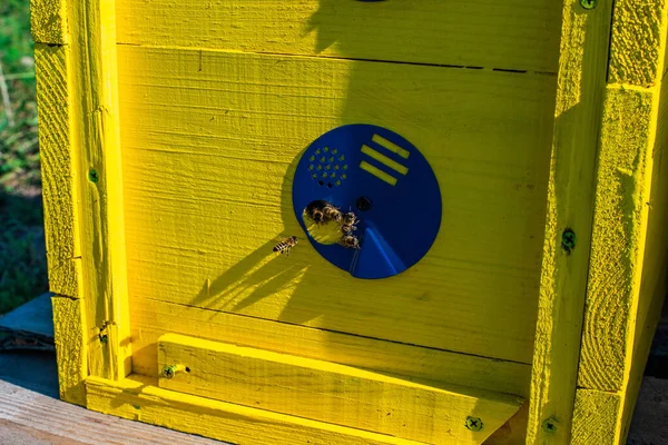 Méhek a méhkas bejáratánál. — Stock Fotó