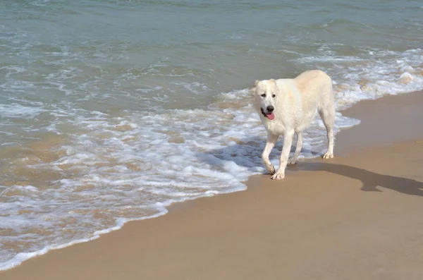 Young White Alabay Dog Walking Sea Shore Central Asian Shepherd Stock Picture