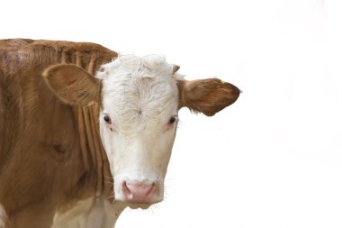 inek ocalf üzerinde beyaz izole