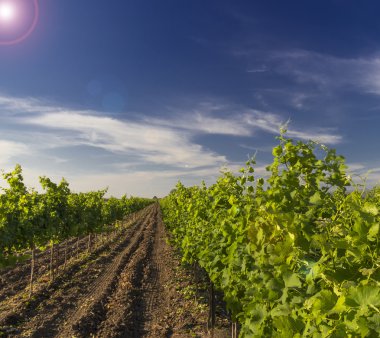 Yeşil bağ ve İsrail HDR mavi gökyüzü